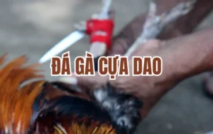 da ga cua dao 1